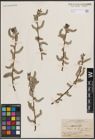 Foto von Salix erioclada H. Lév. & Vaniot